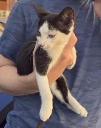 Reunited Unknown Cat last seen Ace Pickleball club, East Pennsboro Township, PA 17025