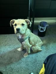 Lost Male Dog last seen Veanna Dr, Fayetteville, NC 28301