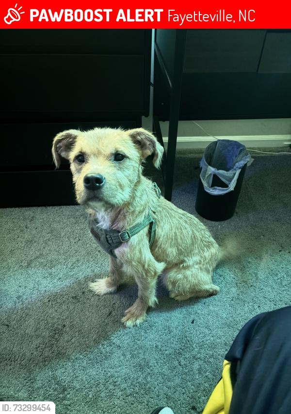 Lost Male Dog last seen Veanna Dr, Fayetteville, NC 28301