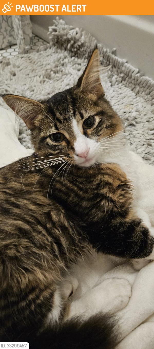 Found/Stray Male Cat last seen 11th Ave S, North Myrtle Beach, SC 29582