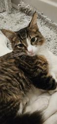 Found/Stray Male Cat last seen 11th Ave S, North Myrtle Beach, SC 29582