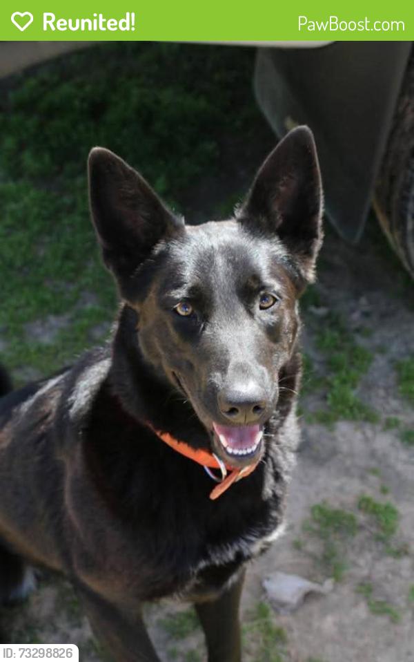 Reunited Male Dog last seen Lynn Lane, Broken Arrow, OK 74012