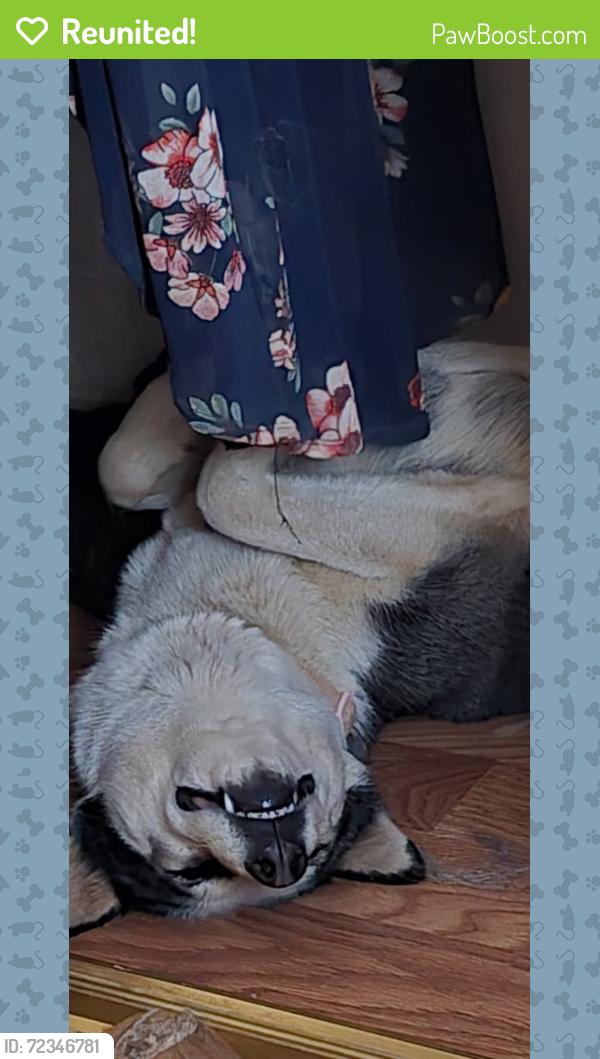 Reunited Female Dog last seen 95st East and Avenue E, Lancaster, CA 93535