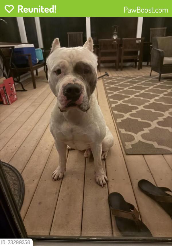 Reunited Male Dog last seen Off Greystone & Stablersville Roads, White Hall, MD 21161
