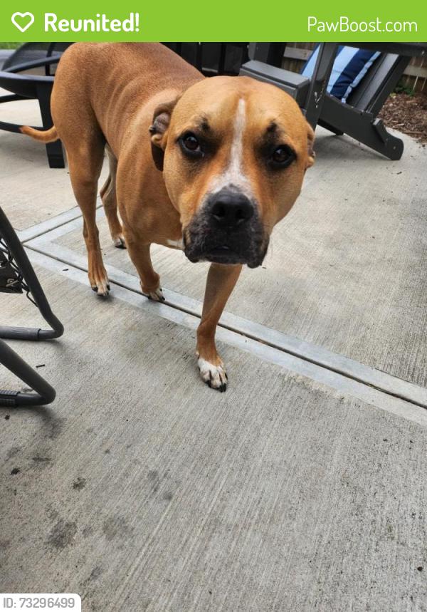 Reunited Male Dog last seen Stilmore and Miramar, South Euclid, OH 44121