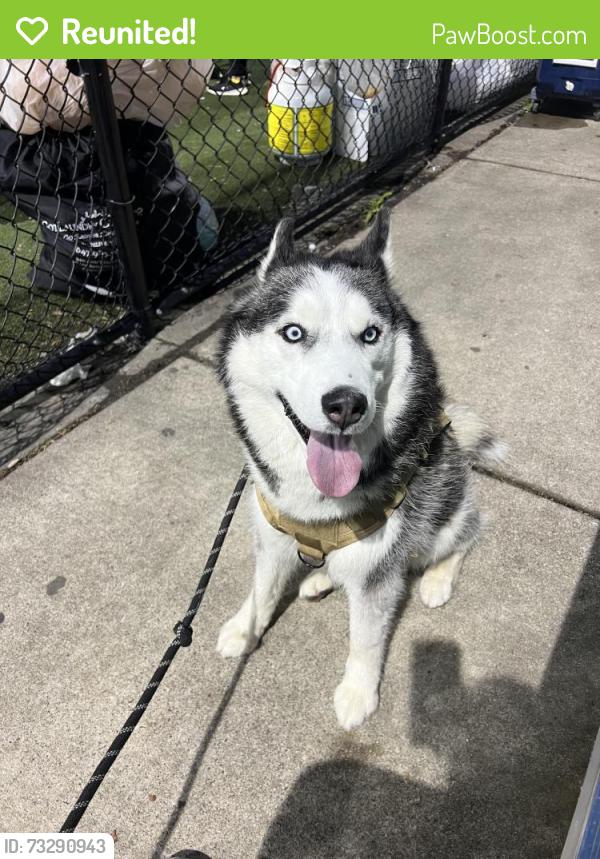 Reunited Male Dog last seen N keeler ave and cortland, Chicago, IL 60639