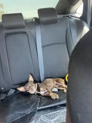 Lost Male Dog last seen Sea coral Dr, San Diego, CA 92154