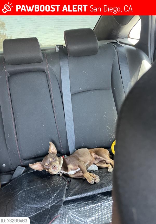 Lost Male Dog last seen Sea coral Dr, San Diego, CA 92154