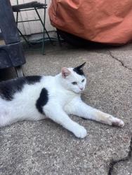 Found/Stray Unknown Cat last seen Norfolk Ave, Virginia Beach, VA 23451
