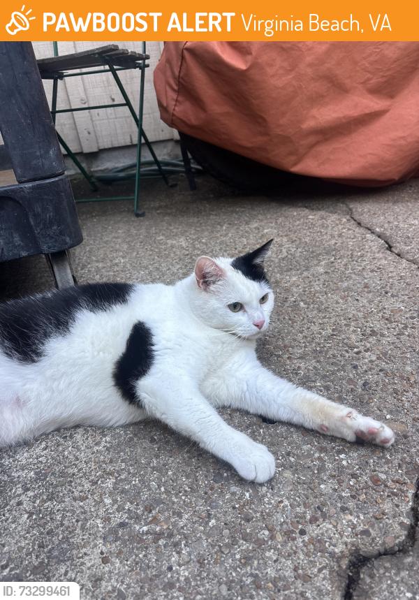 Found/Stray Unknown Cat last seen Norfolk Ave, Virginia Beach, VA 23451