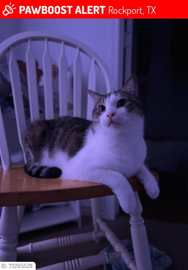 Lost Male Cat last seen Near s kossuth, Rockport, TX 78382