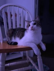 Lost Male Cat last seen Near s kossuth, Rockport, TX 78382