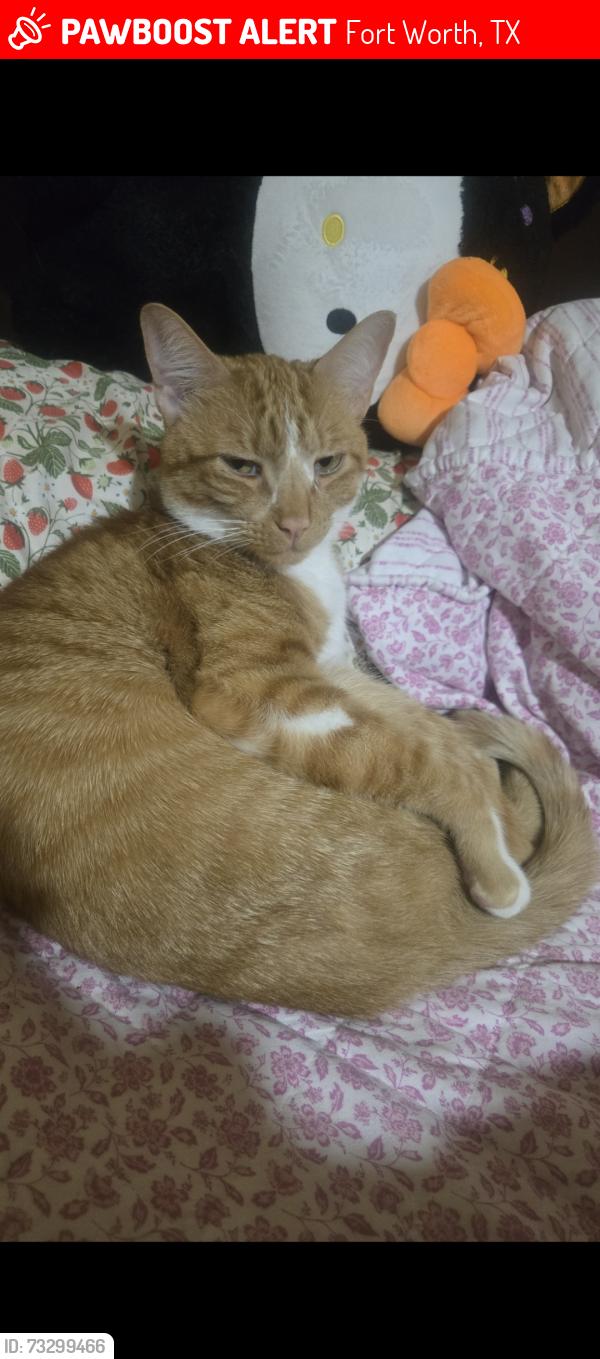 Lost Male Cat last seen Bishop st, Fort Worth, TX 76105