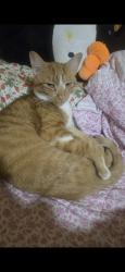 Lost Male Cat last seen Bishop st, Fort Worth, TX 76105