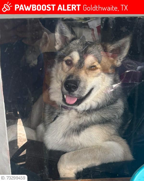 Lost Male Dog last seen CR 403 and U.S. 183, Goldthwaite, TX 76844