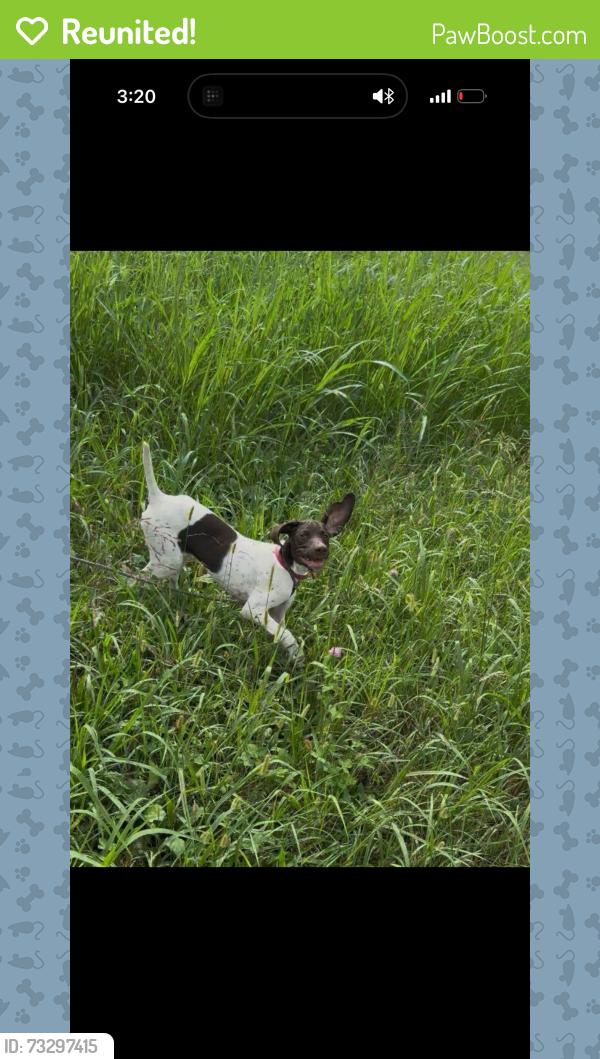 Reunited Female Dog last seen Price shopper off Quivera and Shawnee mission Parkway, Shawnee, KS 66216