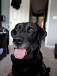 Reunited Male Dog last seen Near E 117th Ave, Commerce City, CO 80022