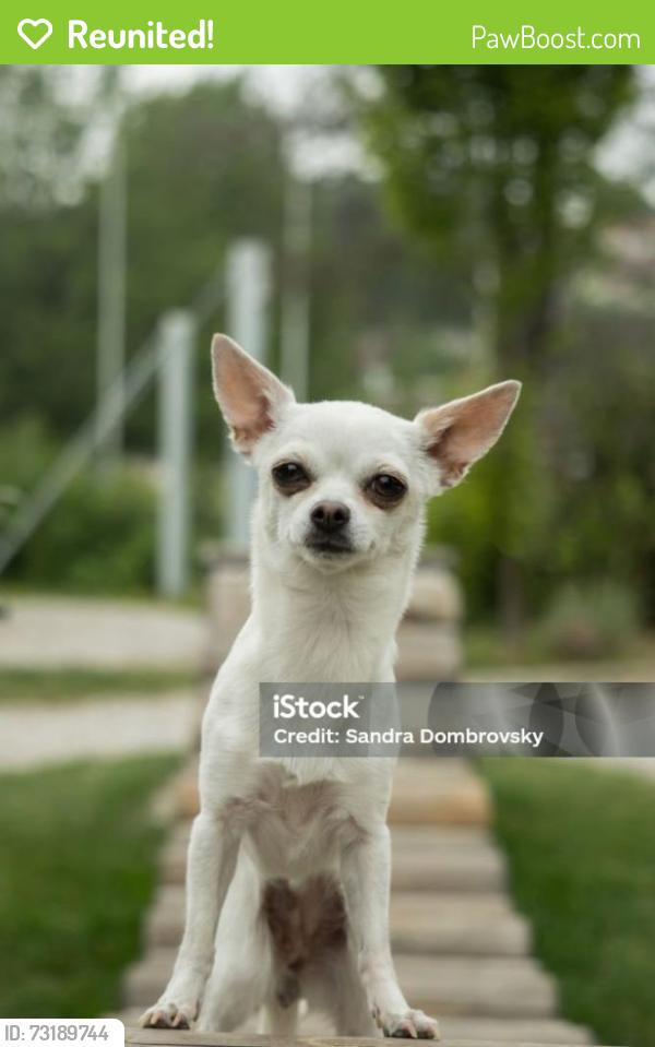 Reunited Unknown Dog last seen Gowan and Torrey Pines going north, Las Vegas, NV 89108