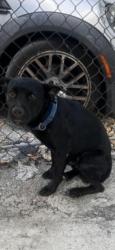 Reunited Male Dog last seen world Tire shop, Hollywood, FL 33020