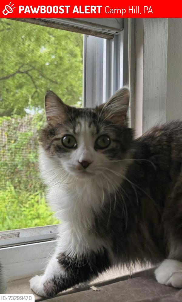 Lost Male Cat last seen 29th and Market Street, Camp Hill, Camp Hill, PA 17011