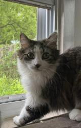 Lost Male Cat last seen 29th and Market Street, Camp Hill, Camp Hill, PA 17011