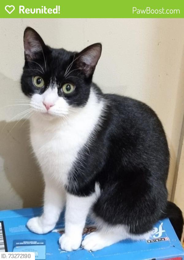 Reunited Male Cat last seen Westley waterless, Westley Waterless, England CB8 0RL