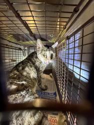 Shelter Stray Female Cat last seen Near BLOCK SHOREVIEW PL, 4710 TX-151, San Antonio, TX 78227, USA