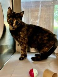 Shelter Stray Female Cat last seen CHARLOTTE, 8315 Byrum Dr, Charlotte, NC 28217, USA