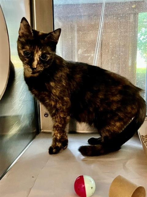 Shelter Stray Female Cat last seen CHARLOTTE, 8315 Byrum Dr, Charlotte, NC 28217, USA