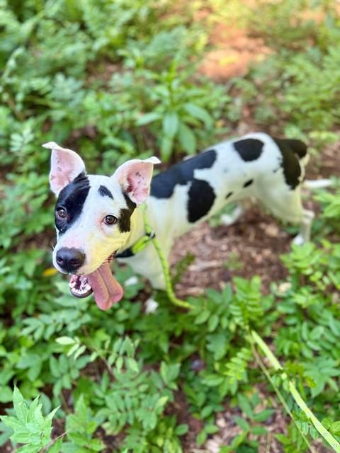 Shelter Stray Female Dog last seen CHARLOTTE, 8315 Byrum Dr, Charlotte, NC 28217, USA
