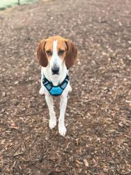 Shelter Stray Female Dog last seen CHARLOTTE, 8315 Byrum Dr, Charlotte, NC 28217, USA