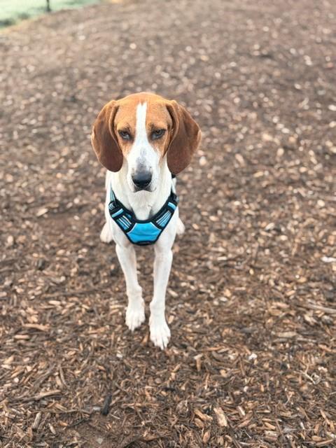 Shelter Stray Female Dog last seen CHARLOTTE, 8315 Byrum Dr, Charlotte, NC 28217, USA