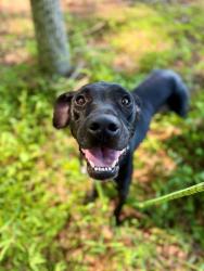 Shelter Stray Female Dog last seen CHARLOTTE, 8315 Byrum Dr, Charlotte, NC 28217, USA