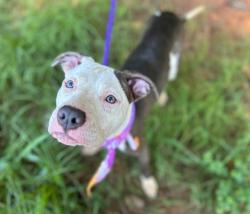 Shelter Stray Female Dog last seen CHARLOTTE, 8315 Byrum Dr, Charlotte, NC 28217, USA