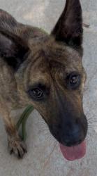 Shelter Stray Female Dog last seen CHARLOTTE, 8315 Byrum Dr, Charlotte, NC 28217, USA