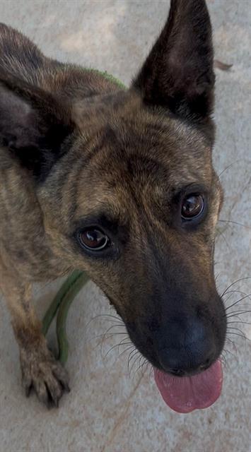 Shelter Stray Female Dog last seen CHARLOTTE, 8315 Byrum Dr, Charlotte, NC 28217, USA