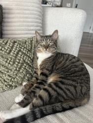 Reunited Male Cat last seen Gateway Blvd in beachwood cove neighborhood, Huron, OH 44839
