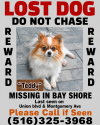 Reunited Male Dog last seen Montgomery Ave, Bay Shore, NY 11706