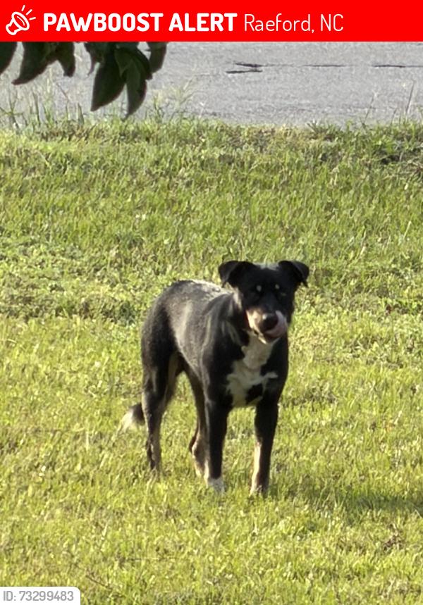 Lost Male Dog last seen Rockfish, Raeford, NC 28376