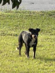 Lost Male Dog last seen Rockfish, Raeford, NC 28376