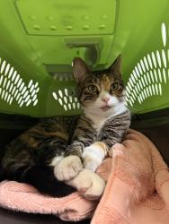 Found/Stray Unknown Cat last seen Pines of Rochester, Rochester, MN 55901