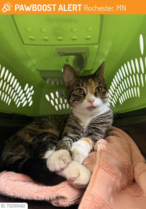 Found/Stray Unknown Cat last seen Pines of Rochester, Rochester, MN 55901