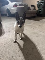 Reunited Male Dog last seen Lark Ellen, Covina, CA 91722
