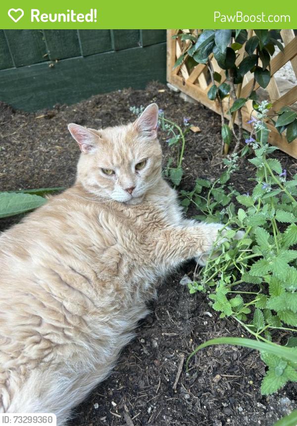 Reunited Male Cat last seen Riverside/Oatlands park, Oxfordshire, England OX2 0HT
