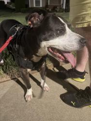 Reunited Male Dog last seen Northlake, Charlotte, NC 28216