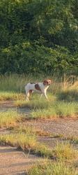 Found/Stray Unknown Dog last seen Shaw Road & Murchison, Fayetteville, NC 28311