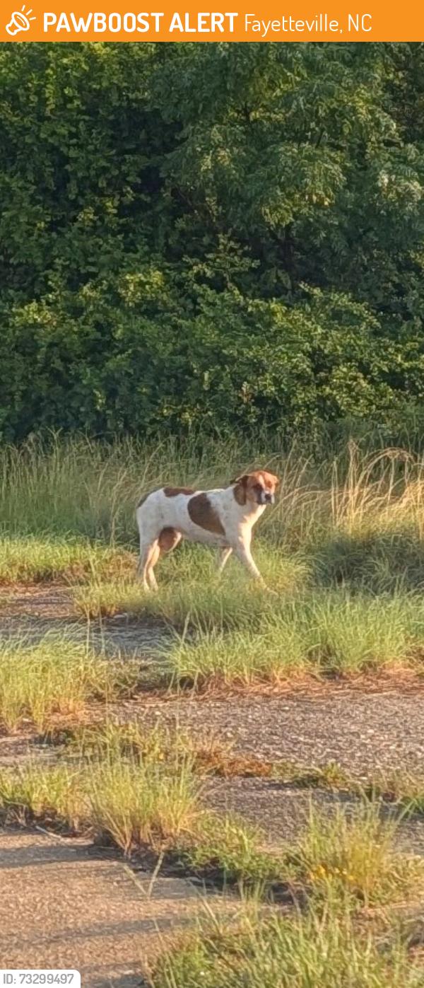 Found/Stray Unknown Dog last seen Shaw Road & Murchison, Fayetteville, NC 28311