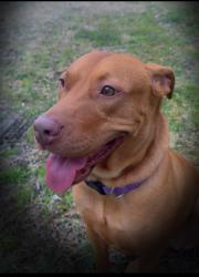 Reunited Female Dog last seen My backyard, High Point, NC 27262