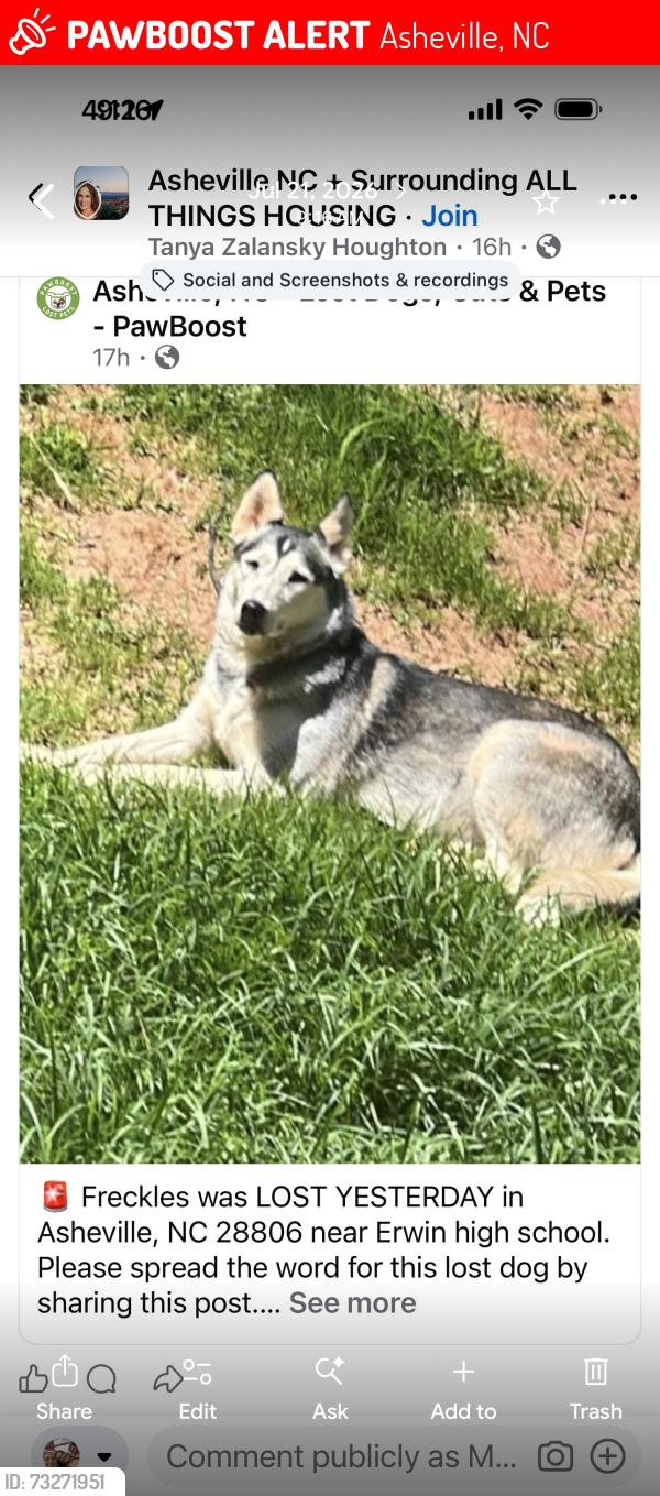 Lost Female Dog last seen Erwin high school, Asheville, NC 28806