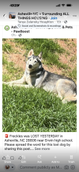Lost Female Dog last seen Erwin high school, Asheville, NC 28806